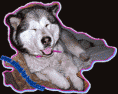 /album/fotogalerie-herzlich-willkommen-bei-meine-hunde/asura-c-gif1/